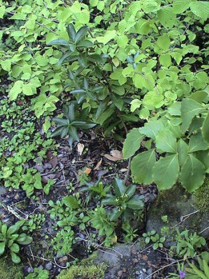Daphne_laureola_philippi.jpg