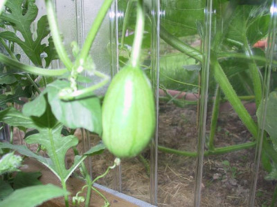 sweetsiberian06_09.JPG