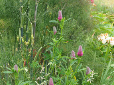 Trifolium rubens Purpur-Klee P6090020.JPG