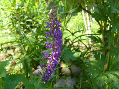 Salvia nemorosa ´ Mainacht Salbei.jpg