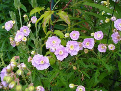 Juni_03_geranium_pratense_SummerSkies1.jpg