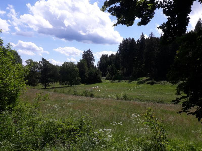 wohlkopfjuni19.jpg