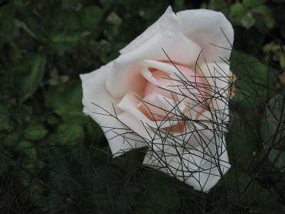 RoseundFenchel.jpg