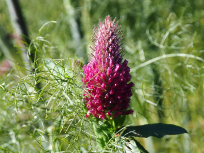 Trifolium rubens P6130006.JPG