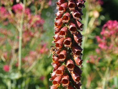 Biene Digitalis 2 P6130022.JPG