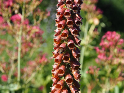Biene Digitalis 2 P6130025.JPG