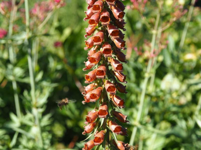 Biene Digitalis 1.1  P6130027.JPG