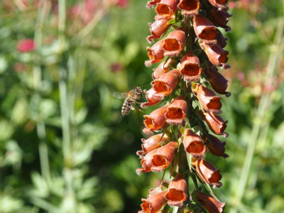 Biene Digitalis 1.2  P6130021.JPG