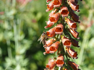 Biene Digitalis 1.3 P6130019.JPG