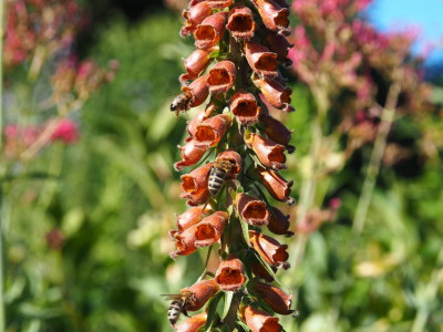 Biene Digitalis 1.4  P6130034.JPG