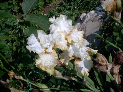 Iris2_fur_2007_119.jpg