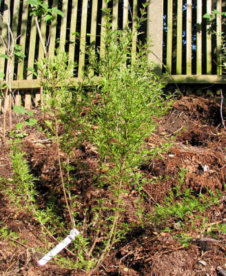 Syringa_persica_habitus.jpg