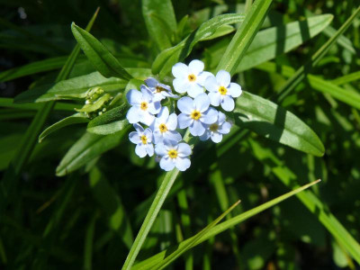 Myosotis palustris (Sumpfvergissmeinnicht).jpg