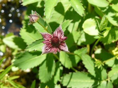 Potentilla palustris (Sumpfblutauge).jpg