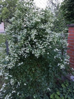 2019 06 13 Clem. mandshurica nana.jpg