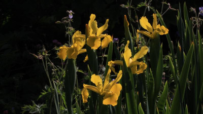 GidW - Iris crocea.jpg