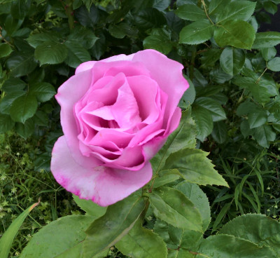 moodyblues20190614.jpg