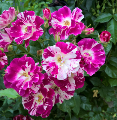 ohwow20190614.jpg
