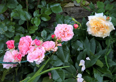 mariecuriecappuchino20190614.jpg