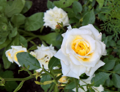 honeymilk20190614.jpg