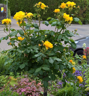 stuttgardia20190614.jpg