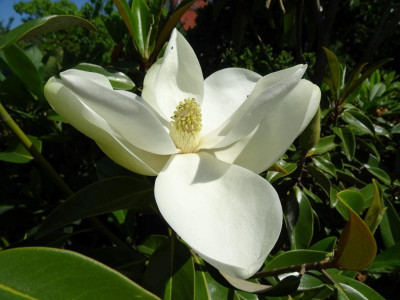 DSC02506-1.JPG