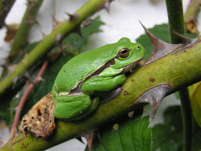 Lohweber_Laubfrosch.jpg