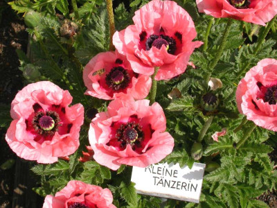 Kleine_Tanzerinnen.jpg