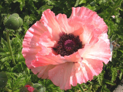 Papaver_Hybride_Maya.jpg