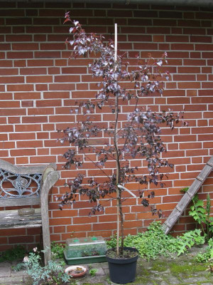 Betula 1.JPG
