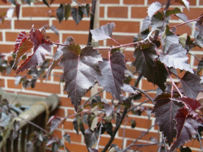 Betula 2.JPG