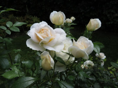 2019_06_LionsRose.png