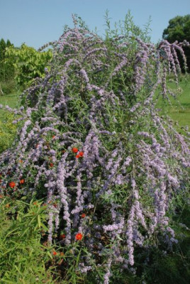new_buddleja_alternifolia_005.jpg