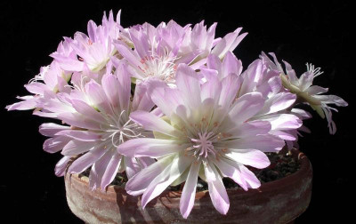 Lewisia rediviva .JPG