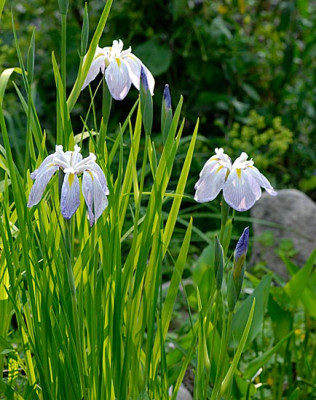 iris-ensata2.jpg