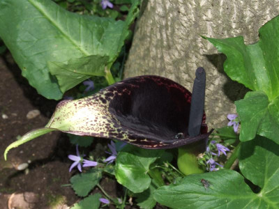 DSCF6573.JPG