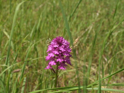 DSCF6584.JPG