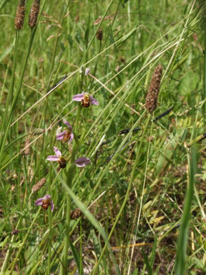 DSCF6588 - Kopie.JPG