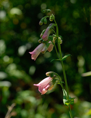 penstemon-hidcote-alt.jpg