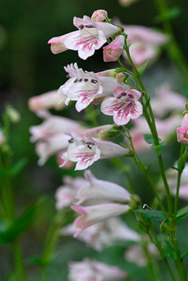 penstemon-hidcote-pink.jpg