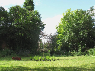 betula 5.JPG