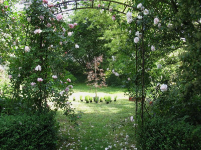 betula 6.JPG