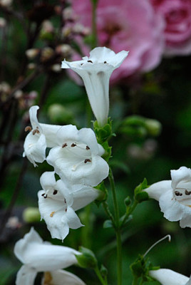 penstemon-white-bedder.jpg
