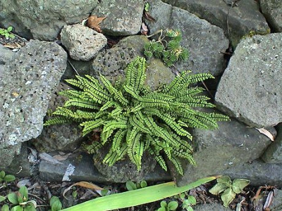 Farnvielfalt_4.jpg