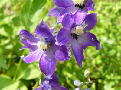 Phlox.jpg
