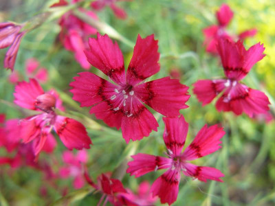 Dianthus deltoides Brilliant  Heidenelke.jpg