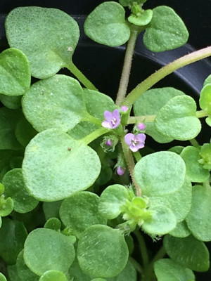 2019 06 15 Mentha requienii.jpg