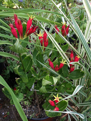 2019 06 15 Spigelia marilandica.jpg
