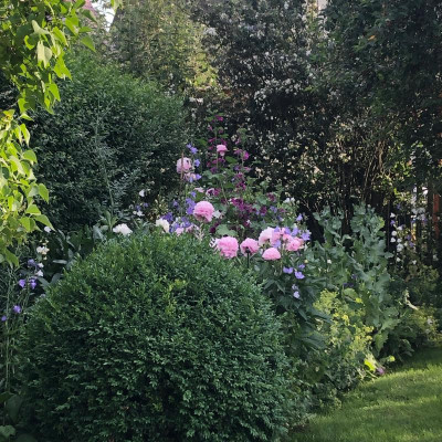 Pfingstrosen:Malven.JPG