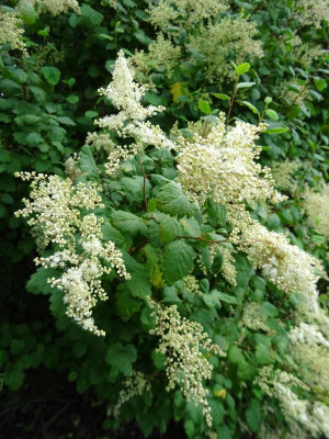 Holodiscus discolor Juni 2019.JPG